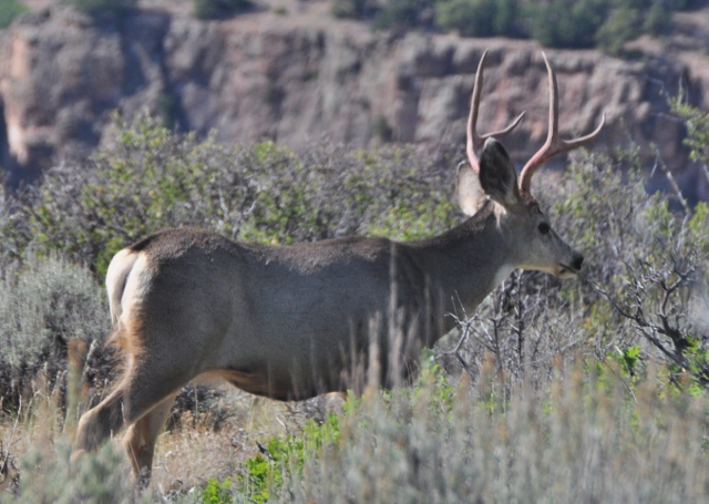 mule deer 